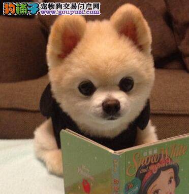 博美犬在购买时要知道的一些事宜