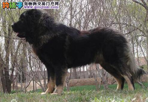 简介高加索犬身上的最常见的寄生虫