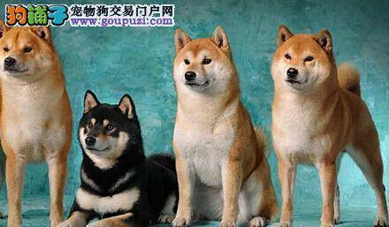 训练有妙方 柴犬大声吠叫的三个原因及改正方法