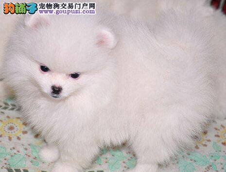 怎样照顾刚满月的博美犬