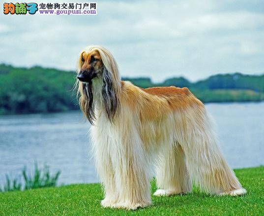 购买阿富汗猎犬的注意事项