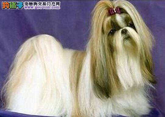 盘点几种千万不能喂给西施犬吃的食物