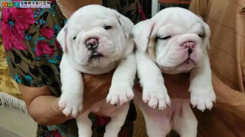 可以给2个月的斗牛犬喂小零食吗
