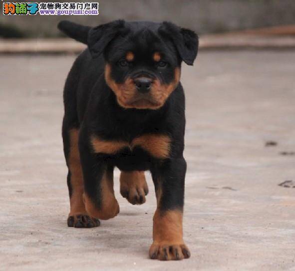 罗威纳犬总是拉肚子怎么办