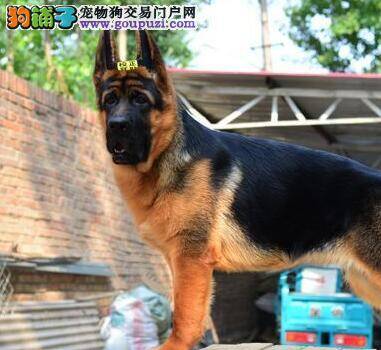 挑选健康的德国牧羊犬要这样做