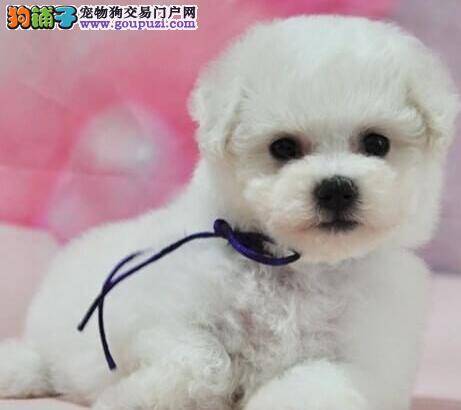 比熊犬精神很好但是拉稀没事吧