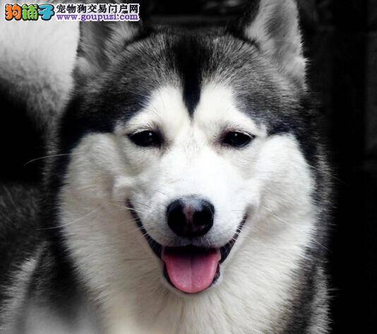 如何让哈士奇成为迎宾小绅士