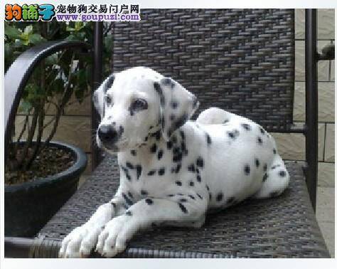 斑点狗皮肤病用什么药治疗能康复