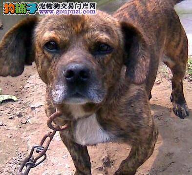 主人无知虐待狗狗  把狗拴在室外风吹雨淋