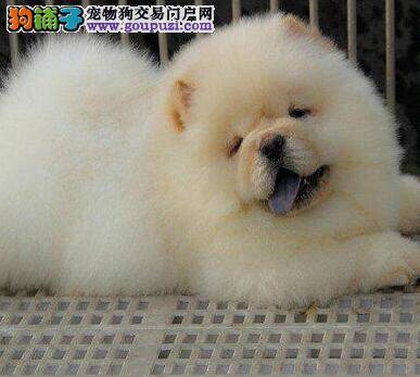 松狮犬突然很没精神老哆嗦是怎么了