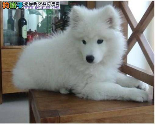 银狐犬拉便便带血是什么毛病