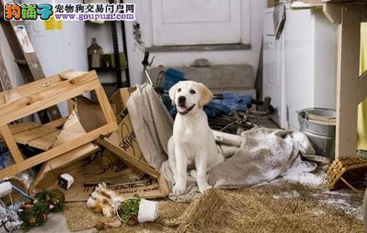 训练狗狗不破坏家具