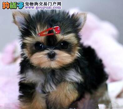 约克夏的耳朵很臭，越来越瘦是怎么了