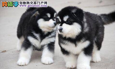 总结给阿拉斯加雪橇犬喂药的小窍门