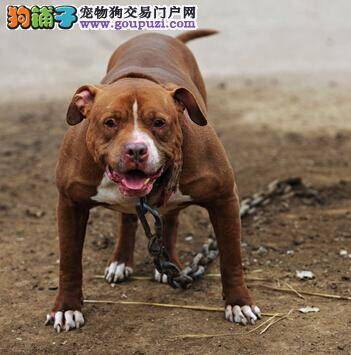 解决狗狗感冒的难题 让比特犬尽早恢复健康