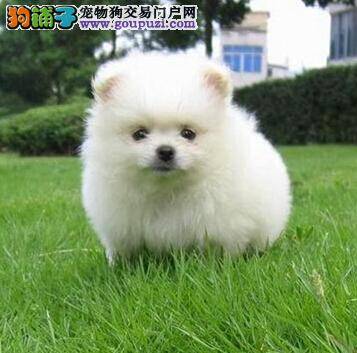 让博美犬远离秋季疾病 三招就管用