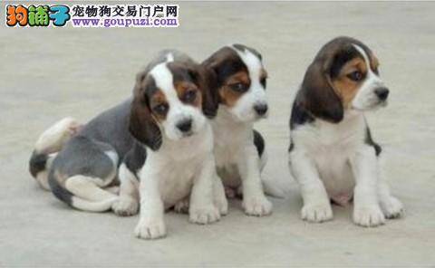 三个月的比格犬没精神，不吃饭是生病了吗