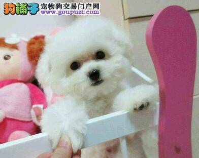 比熊犬身上有跳蚤和虫卵是螨虫 求治疗方法