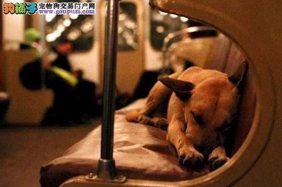 春季犬只防疫活动在杭州举行 众多市民参与积极性高