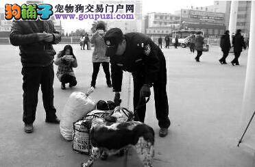 迷路狗狗雪天走失 幸遇好心市民救助帮其寻找主人