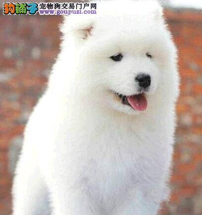 谈谈选择萨摩耶犬最切身的体会