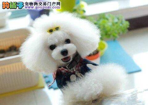 怎样才能照顾好才出生的贵宾犬