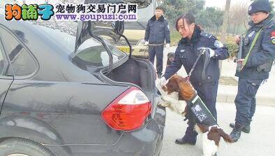 漂亮女警任职专业训犬员 成为我省第一个女训犬员