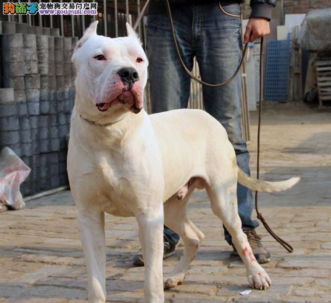 我家杜高犬总在窝里尿尿，麻烦支招