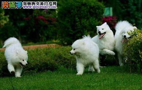 巧治疑难杂症 为什么有些萨摩耶会经常咳嗽