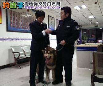 名犬未栓狗绳与主人走失 好心人与民警帮忙找主人