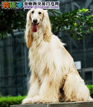 温暖过冬小秘籍 冬季饲养阿富汗猎犬哪些方面最重要