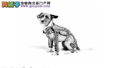 古稀老人在东营义务拾狗粪7年只为宣传文明养犬