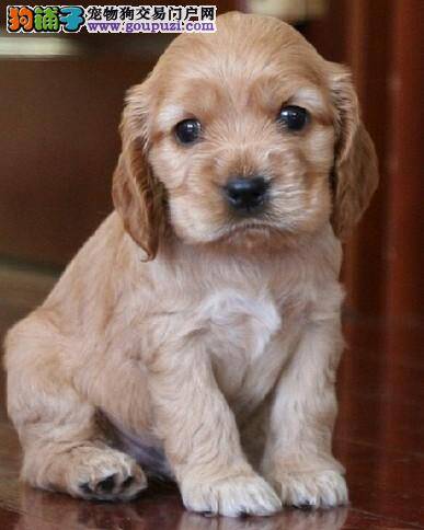 妙招告诉你如何解决可卡犬口臭