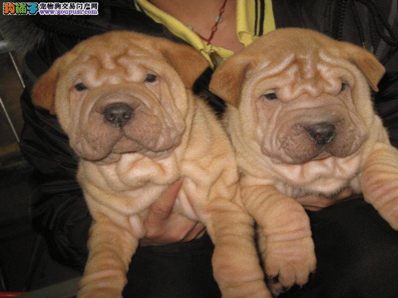 沙皮狗掉毛的原因详解