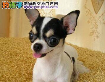 护理吉娃娃的毛发时要根据它的毛发特征