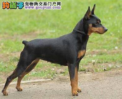 狗狗美观与卫生 如何帮你的小鹿犬清洁毛发