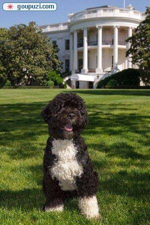 美国政府公布“白宫第一狗”葡萄牙水犬“波”(图)
