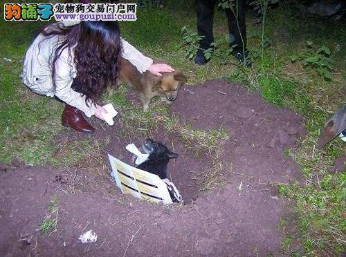 怀孕母犬遭车祸 深情狗伴侣苦守不离去