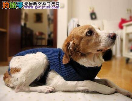 学会这九招，帮癌症比格犬恢复食欲