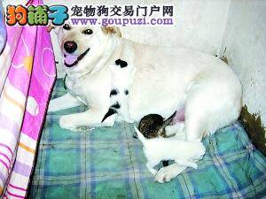 狗妈妈充当奶妈照料4只被遗弃流浪小猫