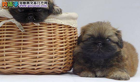 京巴犬不在外面上厕所该怎么办