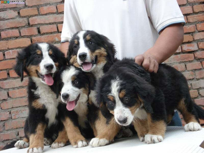 伯恩山犬眼睛发红掉毛，浑身发抖怎么办