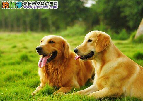 面对金毛犬掉毛严重的情况主人应该如何应对