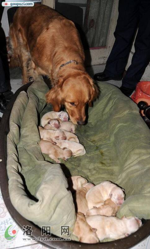 一岁半的金毛狗莉娜一下子产了14只小狗崽