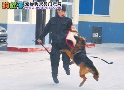 走近济源警犬 看功勋犬是怎样炼成的