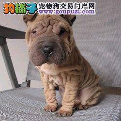 如何纠正沙皮狗的一些不良习惯
