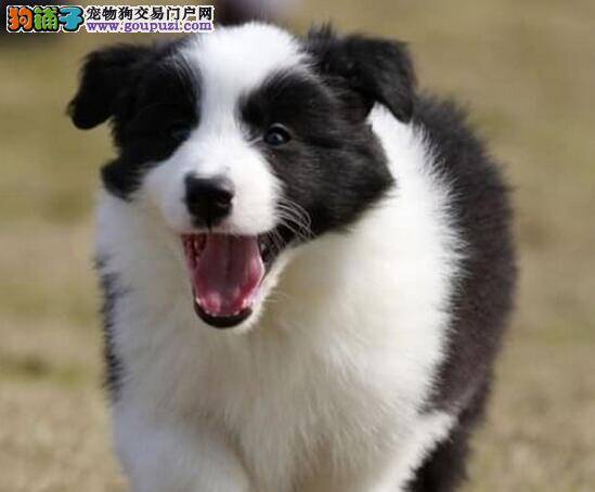 边境牧羊犬便秘拉不出便便该怎么办