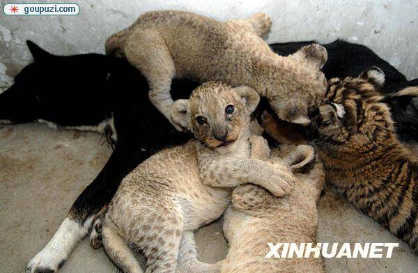 合肥野生动物园内狗妈妈”给小老虎和小狮子哺乳