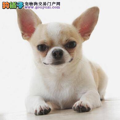 吉娃娃的品种特点和基本分类知识