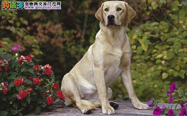 怎样给拉不拉多犬剪指甲 导盲犬指甲护理